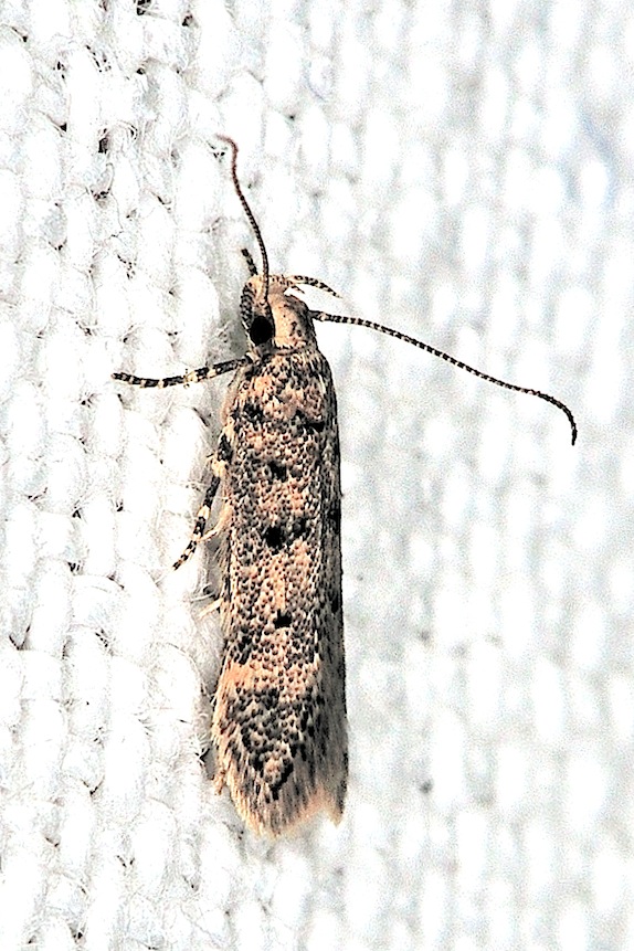 Gelechiidae n 3